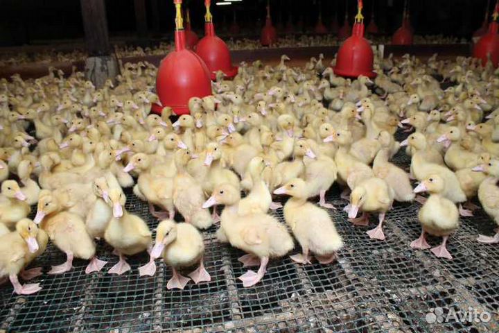 Утки бройлерные