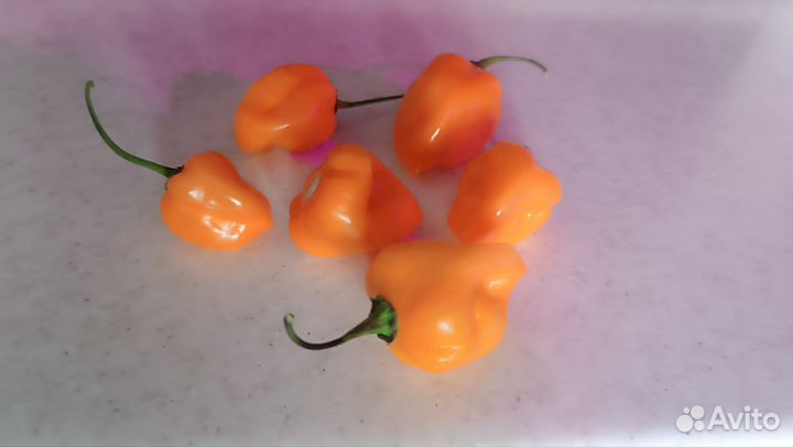 Перец хабанейро