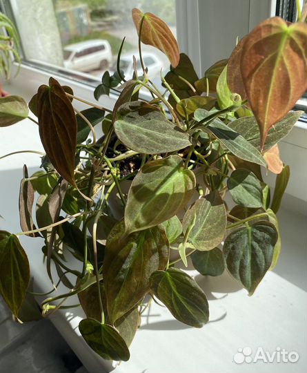 Филодендрон миканс