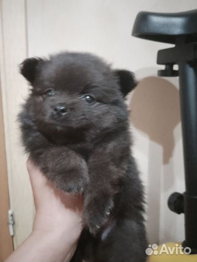 Щенки шпицев