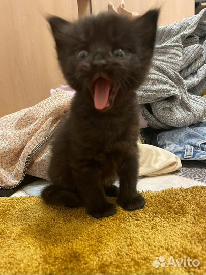Вязка кота