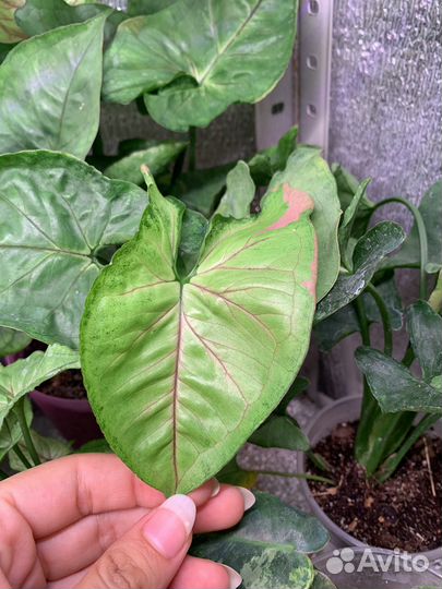 Сингониумы сортовые