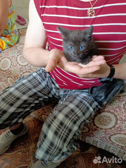 Кошечка в добрые руки