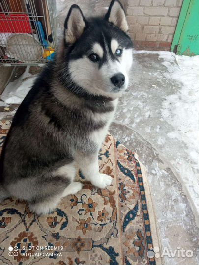 Молодой Персей