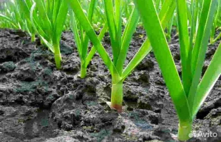 Земклуника Пенелопа