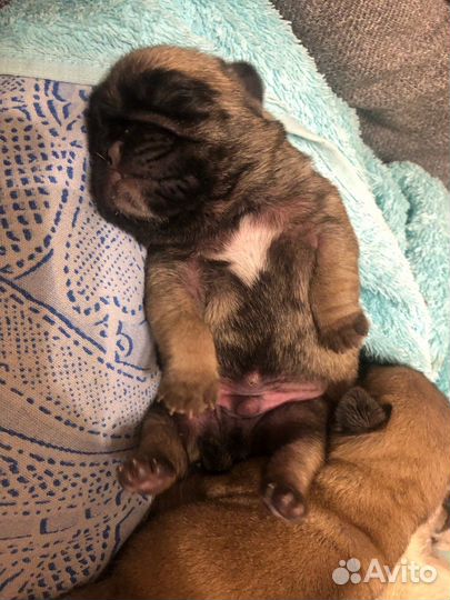 Щенки мопса