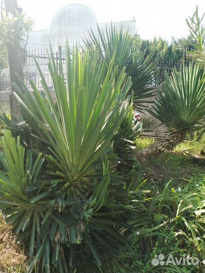 Юкка садовая