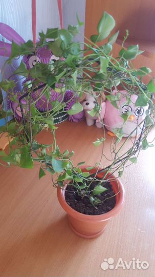 Крестовник