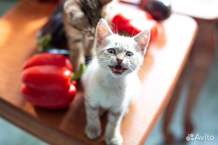 Котята в добрые руки