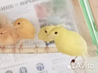 Кенара и канарейки