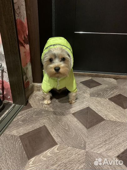 Йоркширский терьер