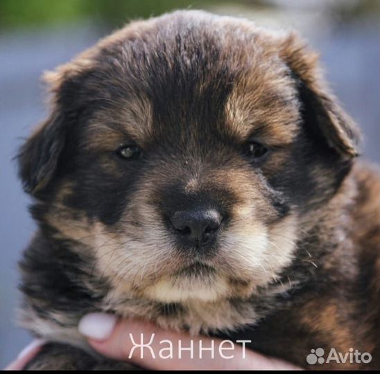 Щенок 2 мес