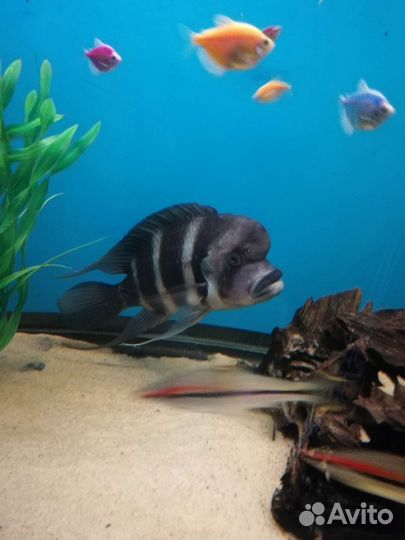 Фронтоза, мальчик