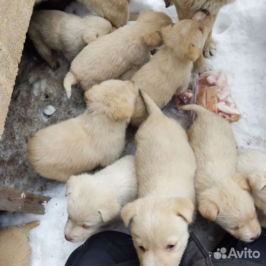 Дайте шанс сироткам
