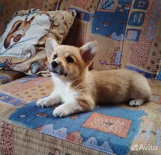 Щенки корги
