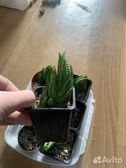 Хавортия зебрина