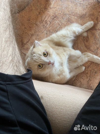 Кошка в дар