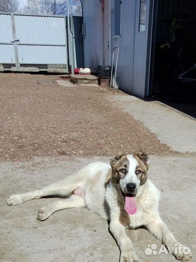 Алабай щенки