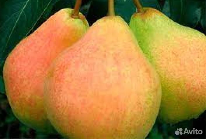 Груша Память Яковлева