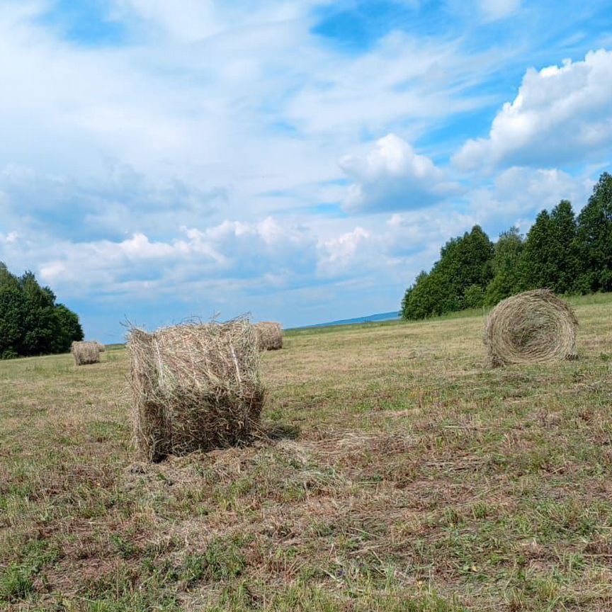 Сено в рулонах