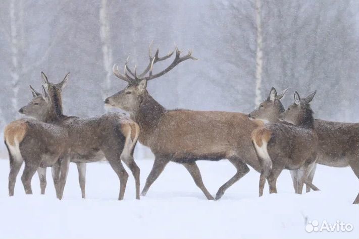 Олени благородные