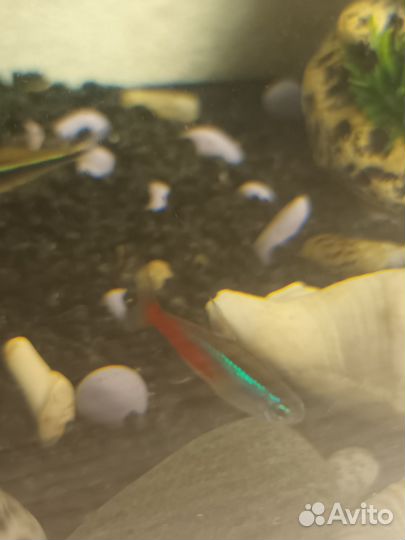 Рыбки для аквариума