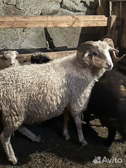 Баран производитель