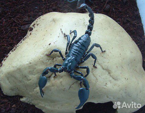 Heterometrus cyaneus