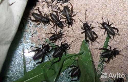 Мраморный таракан, туркменский таракан