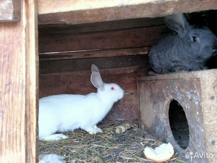 Продам кроликов