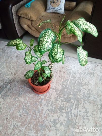 Диффенбахия