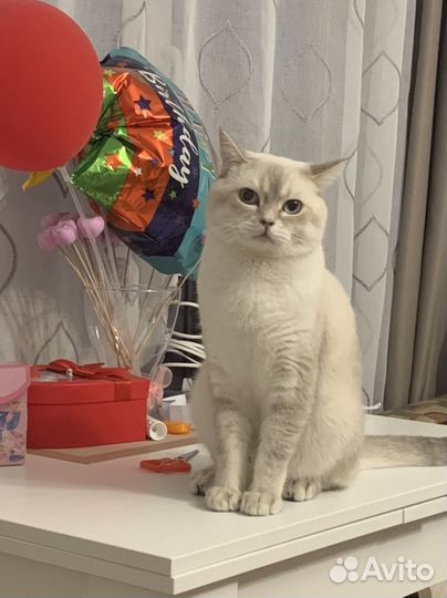 Британская кошка в дар