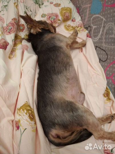 Передержка собак в домашних условиях