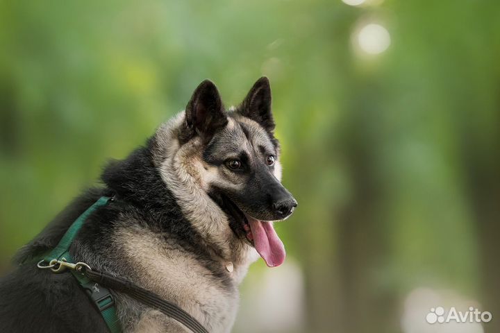 Овчарка в добрые руки