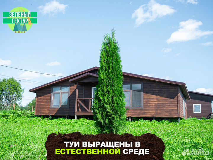 Туя смарагд 1,8 метра свежая копка 2023