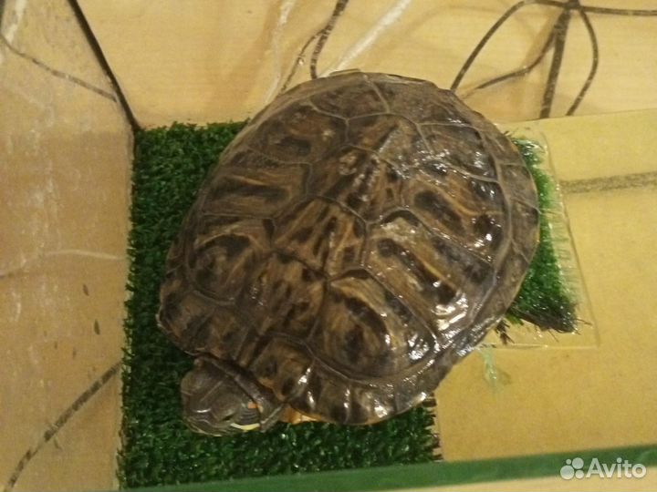 Красноухая черепаха с аквариумом