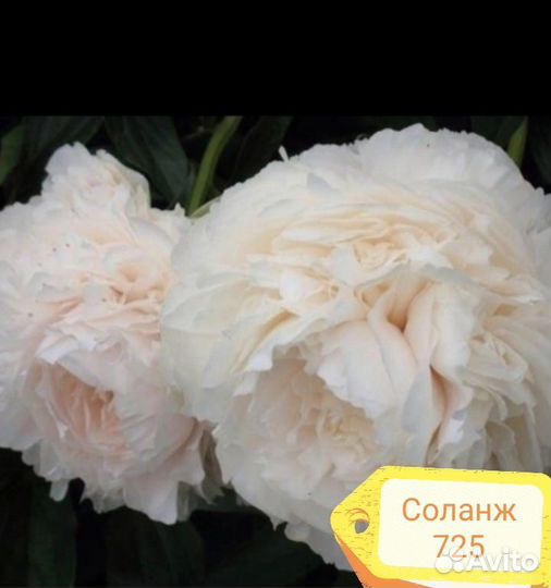 Пионы сортовые 2