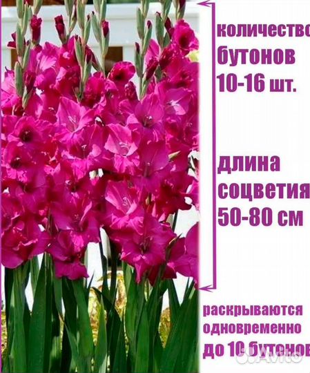 Гладиолус Фиделио