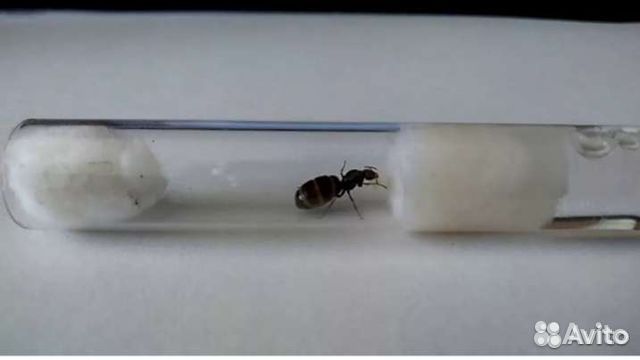 Муравьи Lasius niger (Черный садовый муравей)