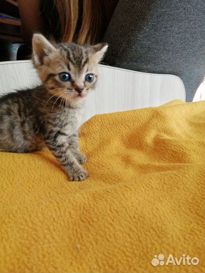 Котята в добрые руки бесплатно