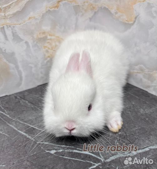 Карликовые кролики питомник