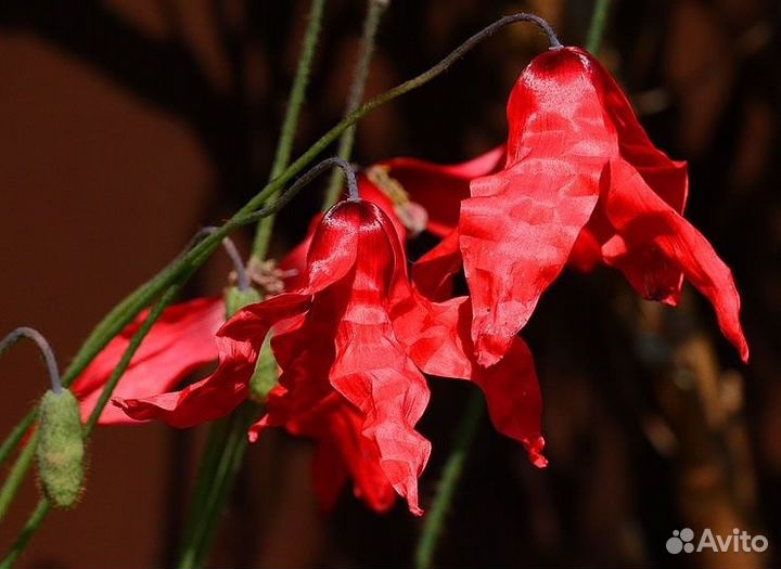 Meconopsis (меконопсис) семена