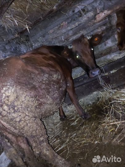 Коровы и телки на мясо