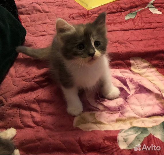 Отдам котят В добрые руки