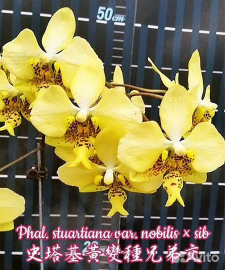 Орхидея stuartiana var. nobilis sib арома