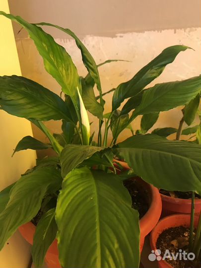 Комнатные цветы