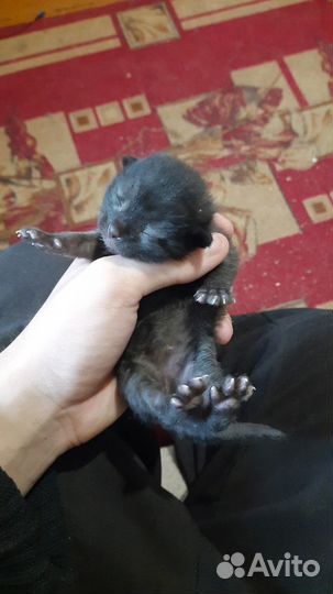 Кошка