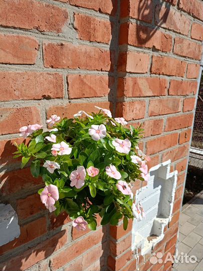 Катарантус ампельный,семена