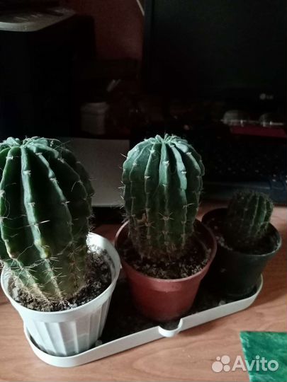 Кактусы