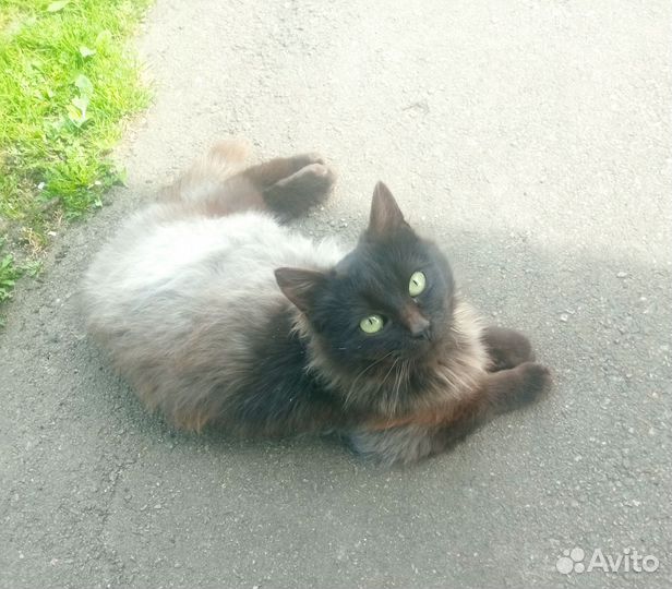 Кошка красавица